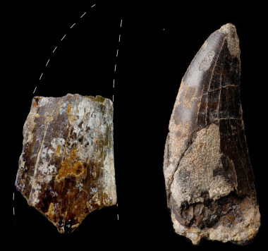 <p>Grandes dientes de carnívoros megalosáuridos de unos 10 cm de longitud procedentes de los municipios turolenses de Formiche Alto (izquierda) y Riodeva (derecha).</p>