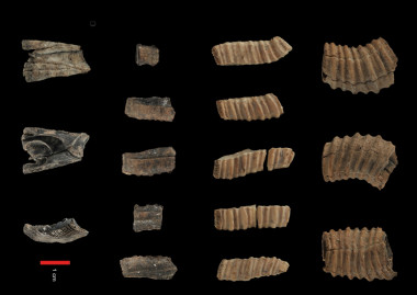 <p>Restos de los balanos encontrados. Imagen: Esteban Álvarez-Fernández y René-Pierre Carriol.</p>