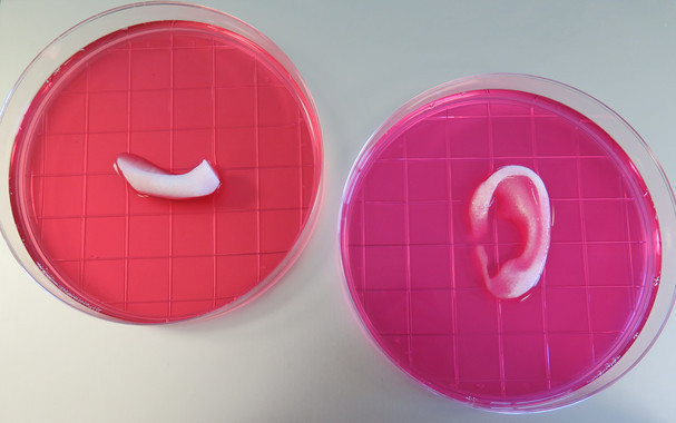 <p>Oreja y mandíbula construidas gracias al nuevo sistema integrado de impresión de tejidos de órganos./ Wake Forest Institute for Regenerative Medicine</p>