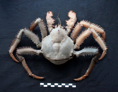 <p>La nueva especie de cangrejo descubierta en Namibia y bautizada como <em>Paralomis macphersoni. / </em>IEO</p>