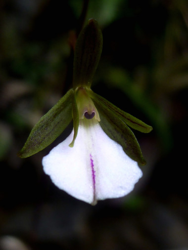 <p><em>Tetramicra riparia</em>. Imagen: Angel Vale.</p>