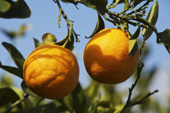 <p>Las naranjas del CSIC tienen más β‐caroteno en la pulpa, mayor capacidad antioxidante y crecidas en plantas con un periodo de floración de apenas 4 meses. / CSIC</p>