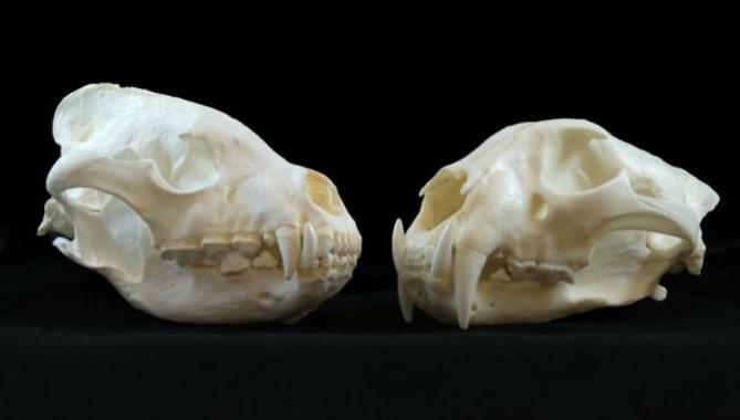<p>Cráneos de hiena rallada y jaguar europeo. / Jesús Rodríguez / CENIEH</p>