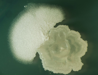 <p><em>Bacillus subtilis</em> es una bacteria no patógena que se usa con frecuencia como modelo de laboratorio. Imagen: María Lamprecht (CAB).</p>