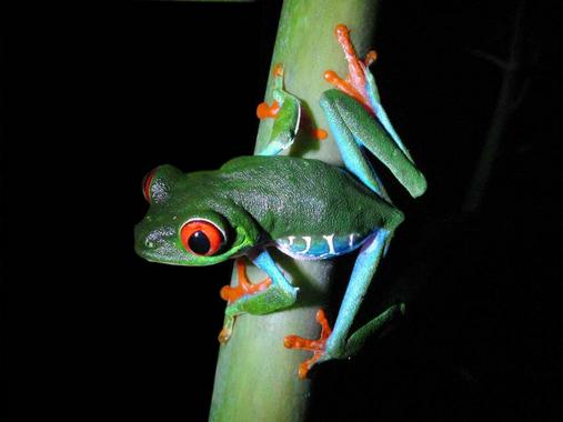 <p>Rana verde de ojos rojos <em>(Agalychnis callidryas).</em> Imagen: Encyclopedia of Life/Kibuyu</p>