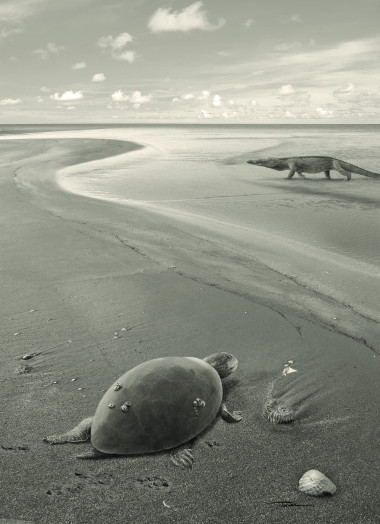 <p>Reconstrucción de ‘Plesiochelyidae indeterminado’ en un paisaje costero del Jurásico superior ibérico. / Iván Gromicho</p>