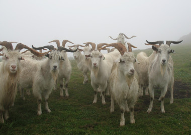 <p>Cabras de cachemira criadas en una finca de Illano (Asturias). Imagen: SERIDA.</p>