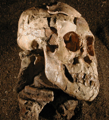 <p>Las diferentes morfologías del omóplato de los seres vivos están relacionadas con sus hábitos locomotores. Imagen: Zeray Alemseged</p>