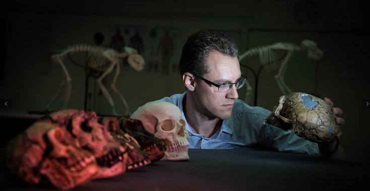 <p>El biólogo evolutivo Alistair Evans, líder del estudio, examina una serie de moldes de cráneo de homínidos que se incluyeron en el trabajo / David Hocking</p>