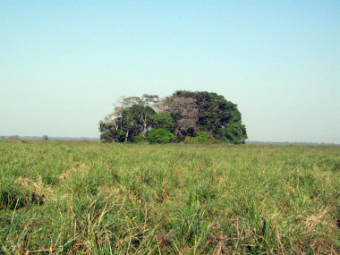 <p>La "Isla del Tesoro" situada en Los Llanos de Moxos (Bolivia) y la sabana circundante./ Umberto Lombardo et al.</p>