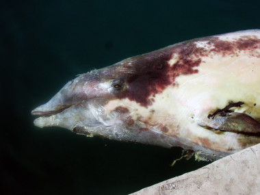 <p>Zifio muerto en aguas canarias por las maniobras militares Majestic Eagle de la OTAN en 2004. / IUSA-ULPGC</p>