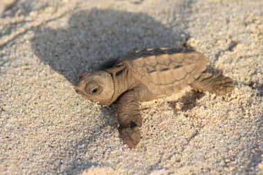 <p>Tortuga boba recién nacida en las playas de Boavista, Cabo Verde. Image: Adolfo Marco / CSIC.</p>