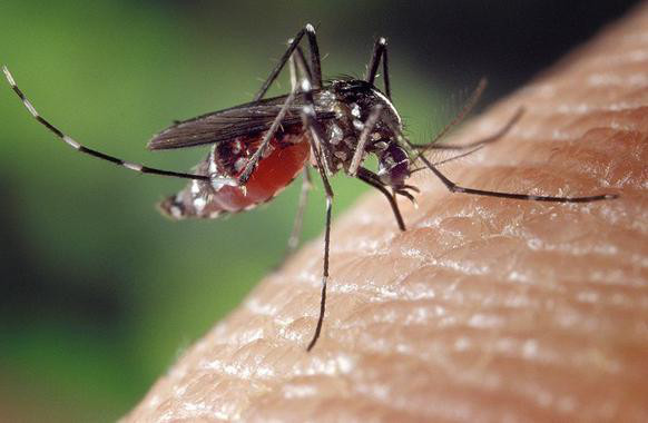 <p>El dengue y la chikungunya se transmiten por los mismos mosquitos Aedes que diseminan el virus del Zika. / <a href=