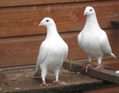<p>Palomas. Imagen: Steve David Keays</p>
