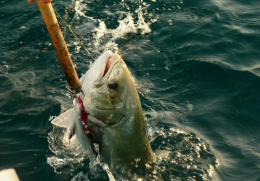 <p>Captura de un palometón (<em>Lichia amia</em>). / Sciaena</p>