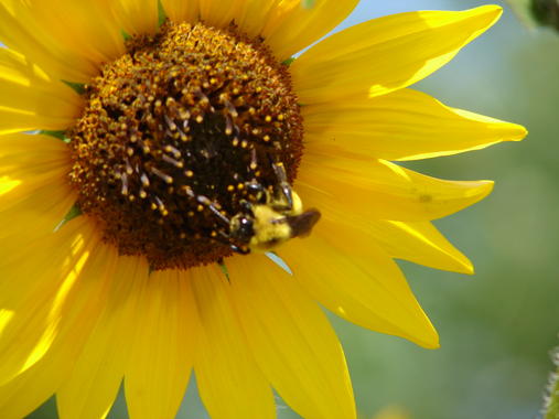 <p>Las abejas actúan como polinizadores naturales.</p>