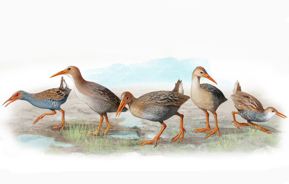 <p>Las cinco nuevas especies de rascones extintas en Madeira y Azores. De izquierda a derecha <em>R. carvaoensis</em>, <em>R. adolfocaesaris</em>, <em>R. montivagorum</em>, <em>R. lowei</em>, <em>R. "minutus".</em> / José Antonio Peñas (Sinc)</p>