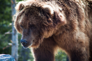 <p>Oso grizzly, uno de los mayores mamíferos terrestres de América. Imagen: <a href="http://www.flickr.com/photos/nomadic_lass/5757539852/sizes/l/" target="_blank">Nomadic Lass</a></p>