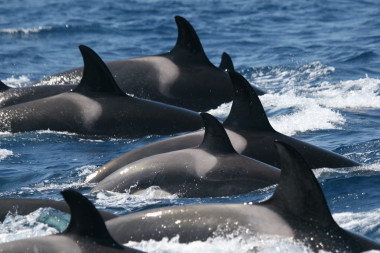 <p>La distribución de las orcas está delimitada al golfo de Cádiz en primavera y el estrecho de Gibraltar en verano./ CIRCE</p>