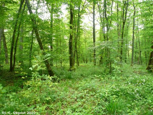 <p>El estudio analizó las especies herbáceas porque muestran mejor que los árboles los cambios medioambientales. Imagen (c): J.C. Gegout</p>