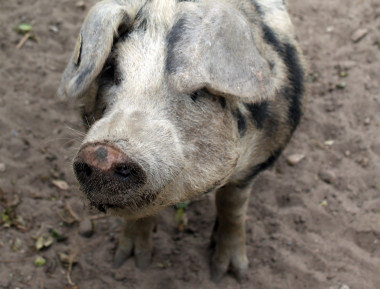 <p>Hace unos 6.600 años los cazadores-recolectores erteböllienses adquirieron cerdos domesticados cuyo pelaje podría ser similar a la de este moderno Bentheimer. / Ben Krause-Kyora.</p>