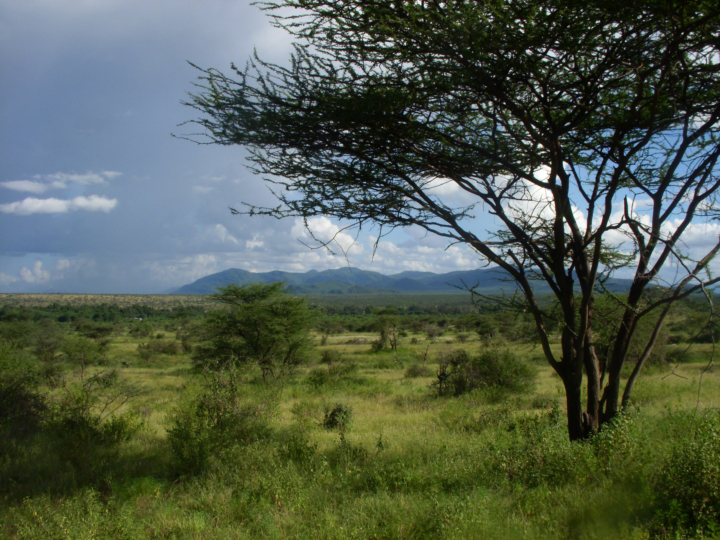 las sabanas los paisajes habituales de la evolución humana