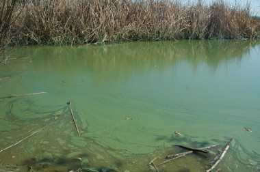 <p>Explosión o bloom de cianobacterias en una laguna. / CEDEX</p>