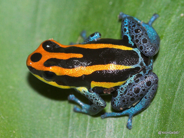 Rana venenosa de la especie Ranitomeya amazonica. / Wikipedia