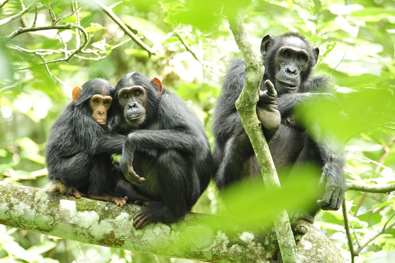 <p>Según el estudio publicado en <em>Current Biology</em>, los chimpancés son capaces de establecer relaciones de amistad con otros individuos. La clave de estas relaciones sería la confianza, al igual que hacen los humanos. / EOL</p>