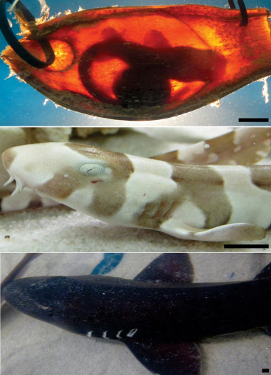 <p>Las fotografías representan las tres etapas principales de la vida del tiburón bambú (Chiloscyllium punctatum). Imagen: <em>PLoS ONE</em>.</p><p>three<strong>sustantivo</strong>: <em>three</em></p>