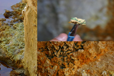 <p>Los precipitados de natrojarosita del río Tinto ocultan a los microorganismos (en verde) dentro de micronichos salinos. Imagen: F. Gómez / CAB.</p>