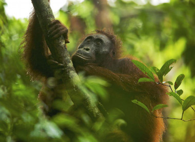 <p>Orangután (<em>Pongo pygmaeus</em>). Imagen: Tim Laman</p>