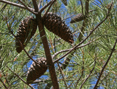 <p>El estudio estima la probabilidad de supervivencia tras las llamas del <em>Pinus pinaster </em>y ayuda a<em> </em>propietarios y comunidades de montes a tomar decisiones después de un incendio. Imagen: Manuel M. Ramos.</p>