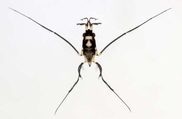 <p>Zancudo (<em>Rheumatobates riley</em>). Imagen: Science/AAAS</p>