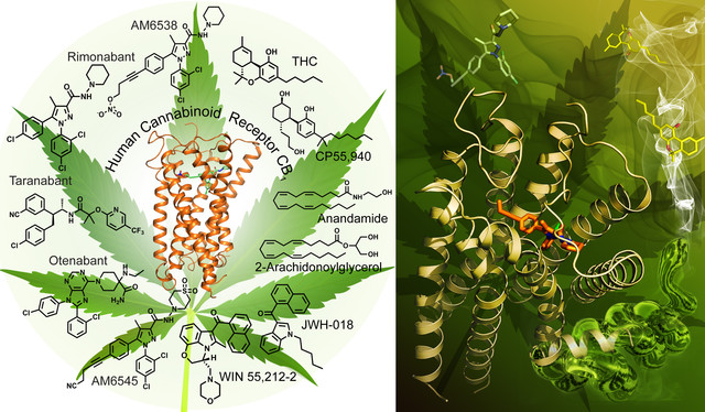 Modelo en 3D del receptor que coloca con la marihuana