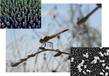 <p>La sofisticada nanomorfología de las alas de las libélulas y su homólogo sintético, el sílicio negro. / Ivanova et al</p>