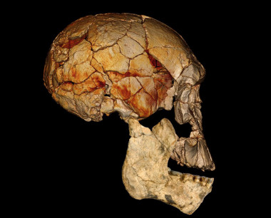 <p>Cráneo KNM-ER 1470 , descubierto en 1972, junto con la nueva mandíbula inferior KNM-ER 60000. Se cree que ambos pertenecen a la misma especie. La mandíbula inferior es una reconstrucción fotográfica, y el cráneo es una imagen de escáner. Imagen: Mike Hettwer (National Geographic Society)</p>