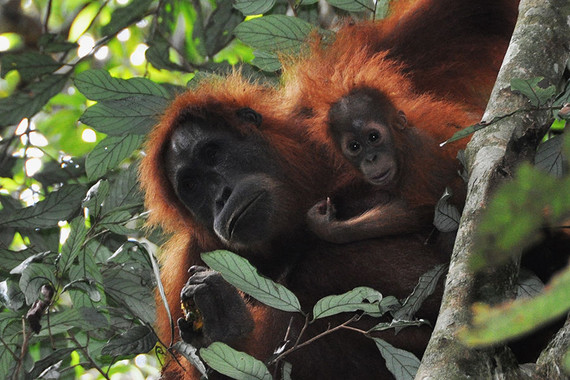 <p>El orangután de Sumatra (<em>Pongo abelii</em>) se encuentra en peligro crítico. La presión sobre los bosques de Indonesia y el aumento de riesgo de inundaciones, sequías o incendios son las principales fuentes de peligro. / EOL</p>