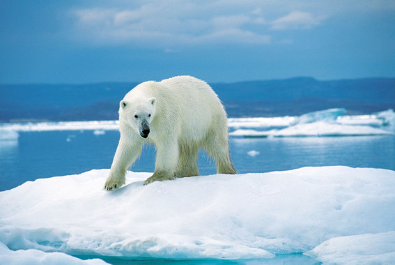 <p>El aumento global de la temperatura ha provocado que el hielo del Ártico, hábitat del oso polar (<em>Ursus maritimus</em>), se derrita dos veces más rápido. La reducción del hielo ha aumentado los riesgos de ahogamiento de esta especie y afecta también al ciclo de vida de las focas (su principal presa). / Ansgar Walk</p>
