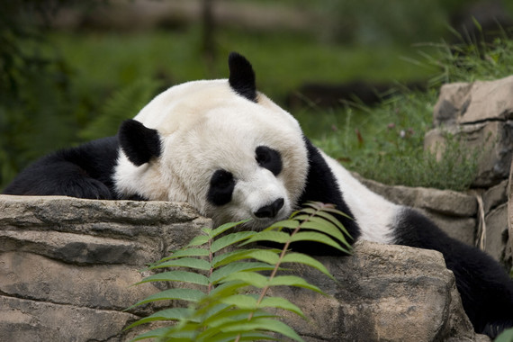 <p>El panda gigante (<em>Ailuropoda melanoleuca</em>) se ve amenazado por la variación en la distribución del bambú, su principal fuente de alimento (puede ingerir hasta 20 kg por día), una planta que se adapta muy lentamente al cambio de clima. / National Biological Information Infrastructure</p>