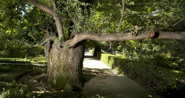 <p>El olmo singular del Jardín Botánico, apodado Pantalones. / CSIC.</p>