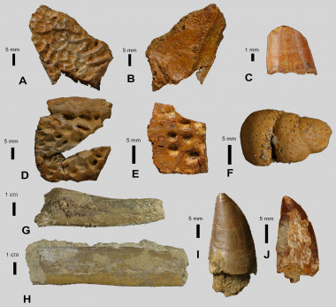 <p>En la fotografía se ven restos de cocodrilos (A-E), coprolitos (F), vertebrados indeterminados (G-H) y dinosaurios (I-J). Imagen: CretRes.</p>