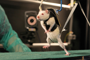 <p>Tras dos semanas de rehabilitación, combinando un arnés robótico y estimulación electroquímica, las ratas pueden caminar y correr. Imagen: EPFL</p>