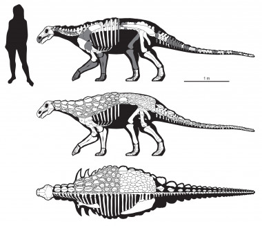 <p>Fundación Dinópolis; Utah Geological Survey; Department of Geological Sciences & Natural History Museum of Utah (University of Utah)</p>