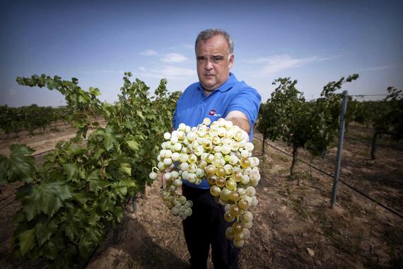 <p>El proyecto de Félix Cabello ha logrado recuperar y poner en el mercado ocho variedades de vid minoritarias. En la imagen posa con la uva Torrontés de Madrid. Imagen: IMIDRA.</p>