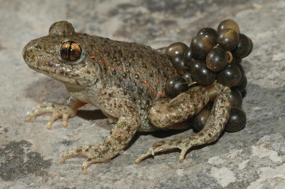 <p>Macho de sapo partero común (<em>Alytes obstetricans</em>) llevando la puesta.Imagen: Jaime Bosch.</p>