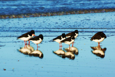 <p>Aves limícolas en Doñana. Foto: Trotsiland</p>