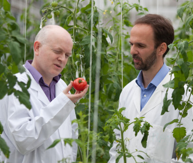 <p>Los profesores Graham Seymour y Gerard Bishop en un invernadero. Imagen: Universidad de Nottingham</p>