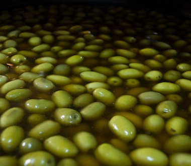 <p>Para evitar los problemas en las fermentaciones abiertas conviene dirigir el proceso mediante cultivos basados en bacterias como <em>Lactobacillus pentosus</em>. Imagen: Matias Garabedian</p>