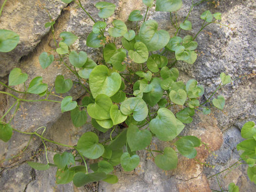 <p><em> <em>Borderea chouardii</em></em>. Imagen: CSIC</p>